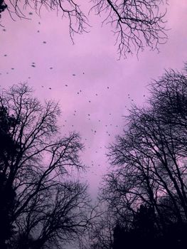 Bare winter trees silhouetted against a purple sky in Kyiv, Ukraine, create a serene evening scene.