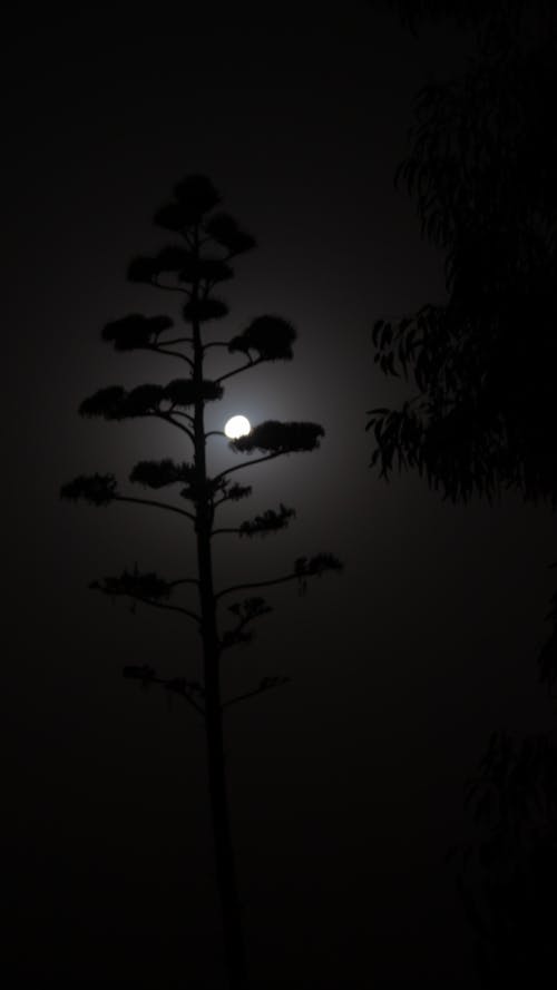 Moon behind Trees at Night