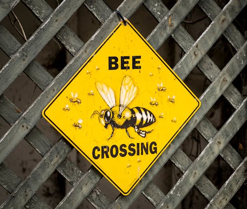 Ilmainen kuvapankkikuva tunnisteilla asetelma, lähikuva, mehiläinen