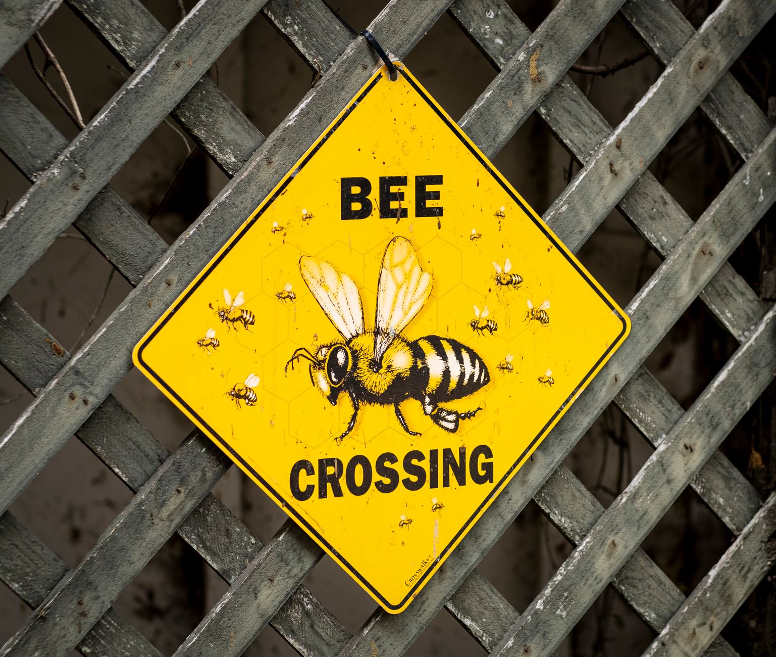 scrapingbee alternatives