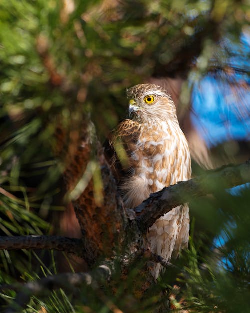 Close-Up Shot of a Hawk 