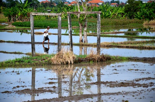 Reflection of an in frame farmer walking in the watery field
