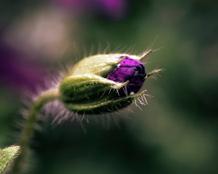 Detailed macro shot of a budding purple flower against a blurred background, showcasing nature's beauty.