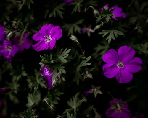 Close Up Photo of Plants with Purple Flowers