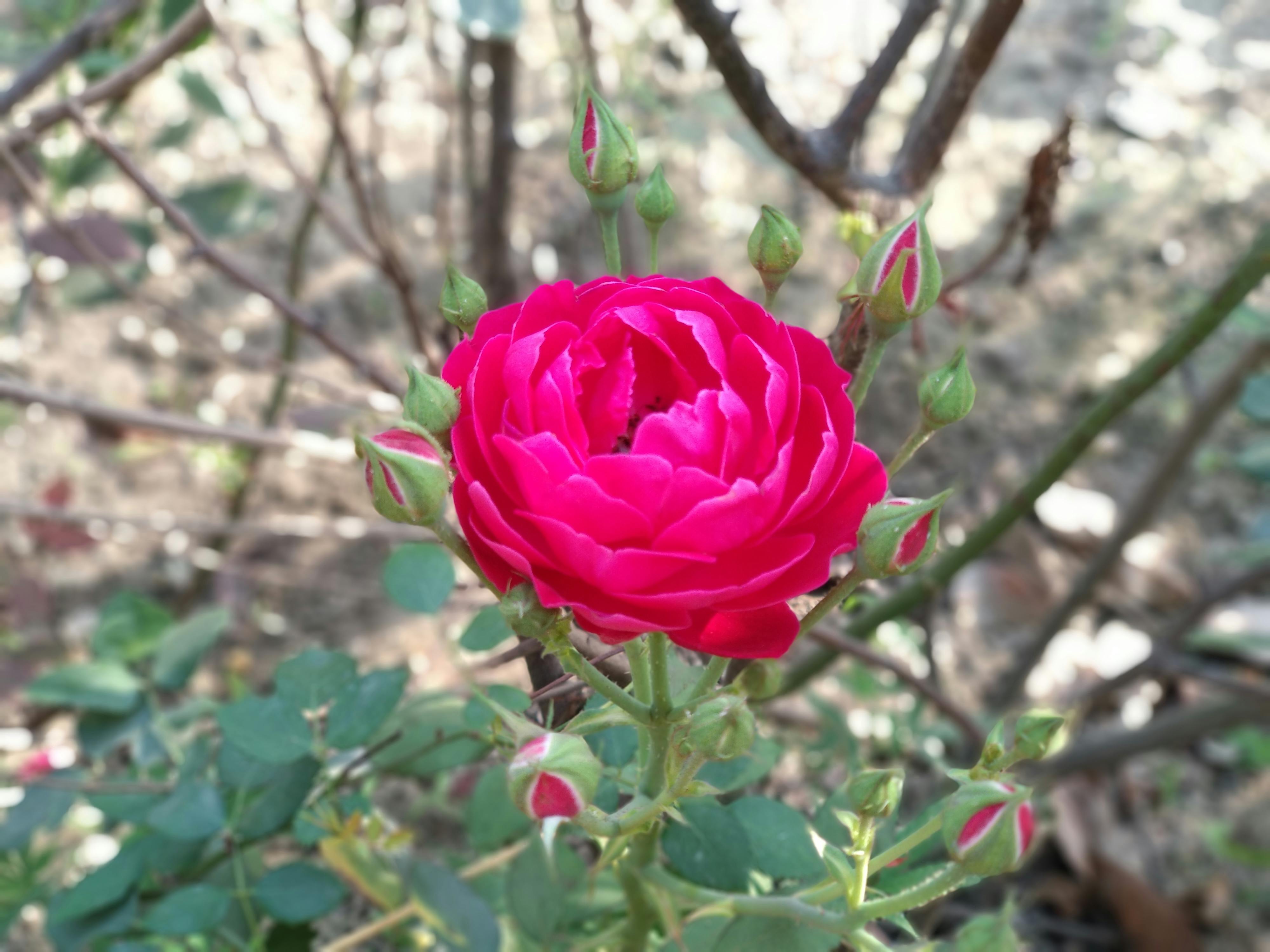 Free Stock Photo Of Beautiful Flowers Love Wallpaper Red Rose