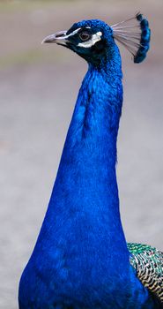 peacock photo