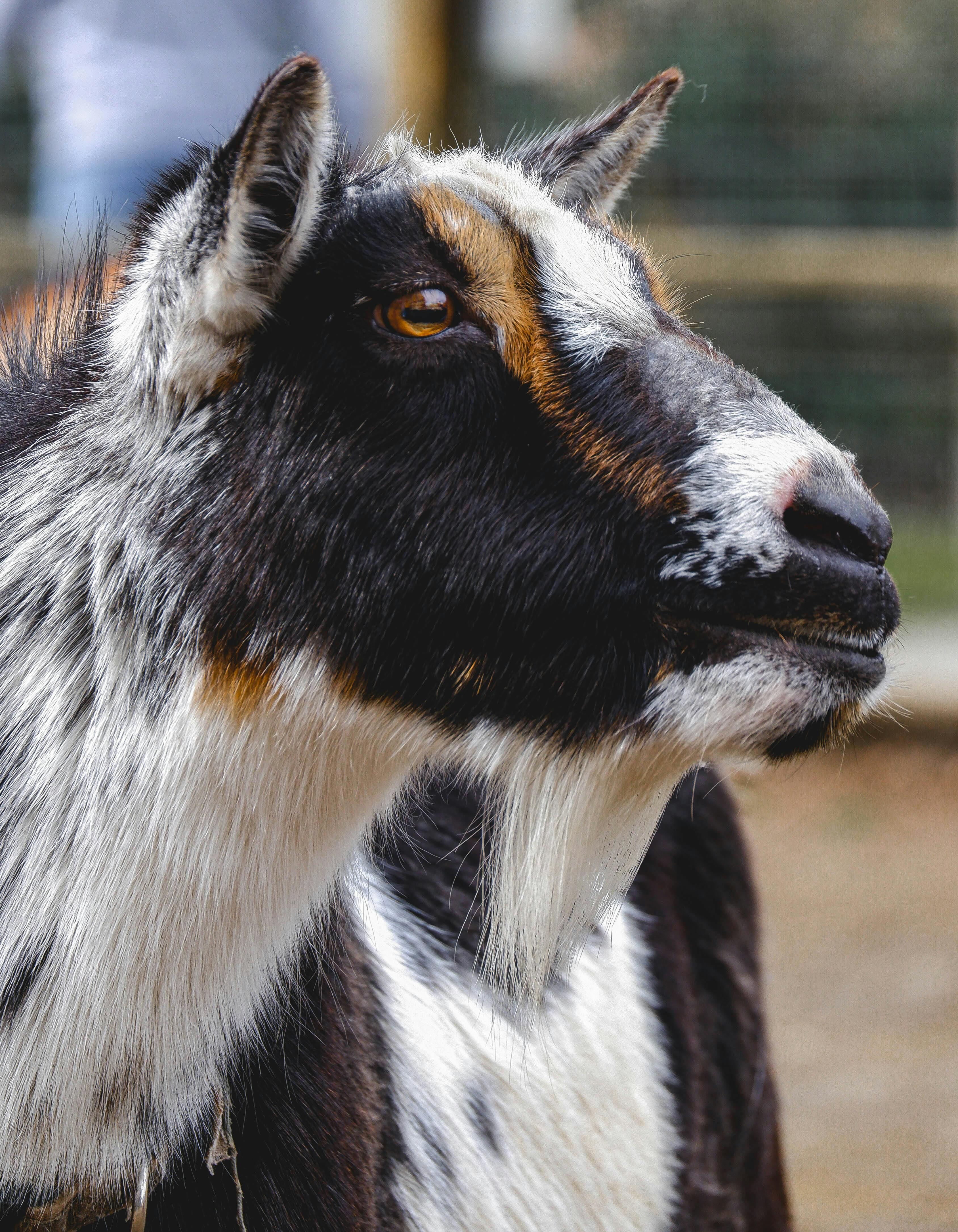grátis Foto profissional grátis de agricultura, animais selvagens, animal ao ar livre Foto profissional