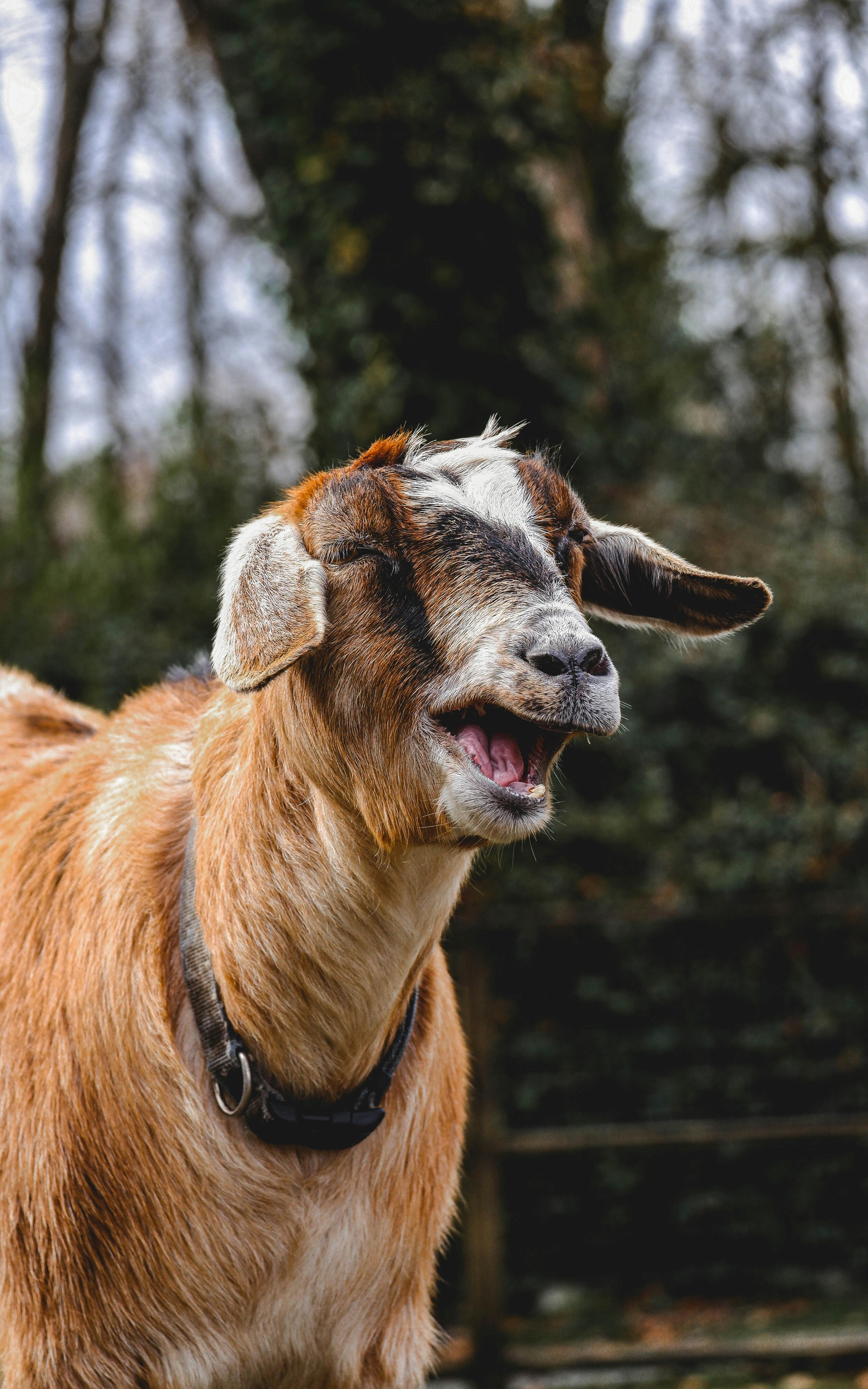 Close Up Photo Of A Goat Free Stock Photo