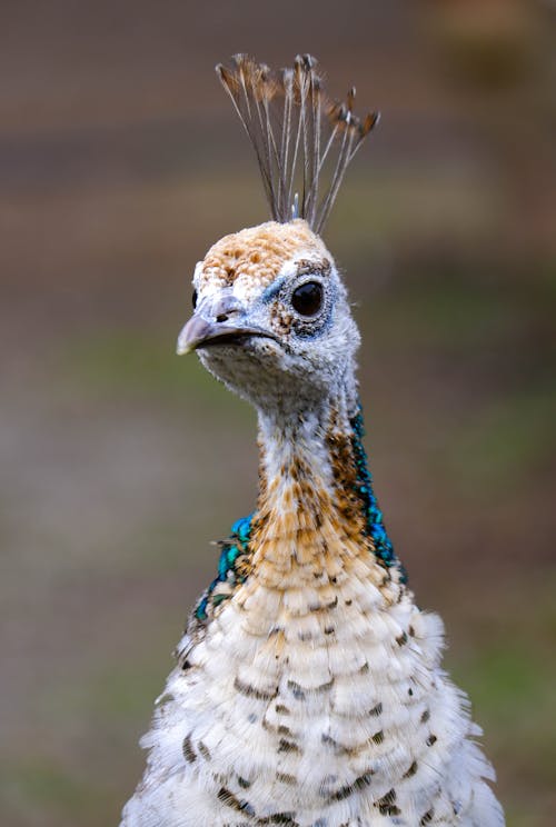 Free A Beautiful Peafowl in Close-up Photography Stock Photo