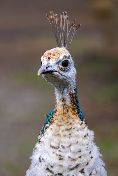 A Beautiful Peafowl in Close-up Photography