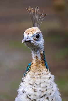 Detailed close-up of a young peacock with vibrant feather colors and unique plumage.