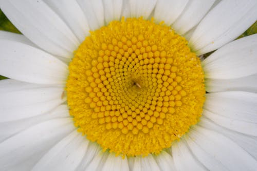 Ingyenes stockfotó fehér virág, közelkép, növényvilág témában Stockfotó