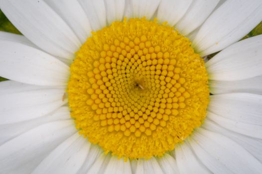 Captivating close-up of a white daisy with a vivid yellow center showcasing intricate petal details.