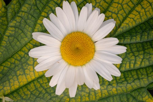 White Flower in Close Up Photography