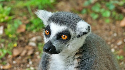 Free Close Up Photo of a Lemur Stock Photo