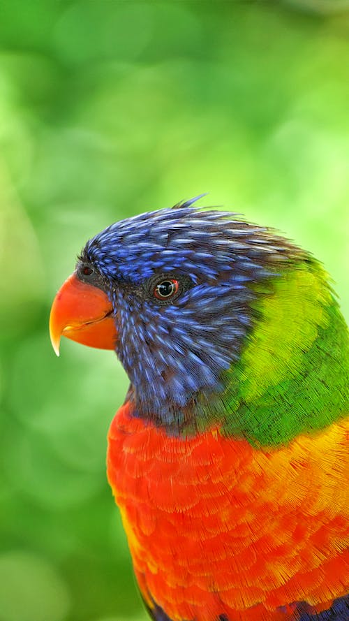 Close Up Photo of a Parrot