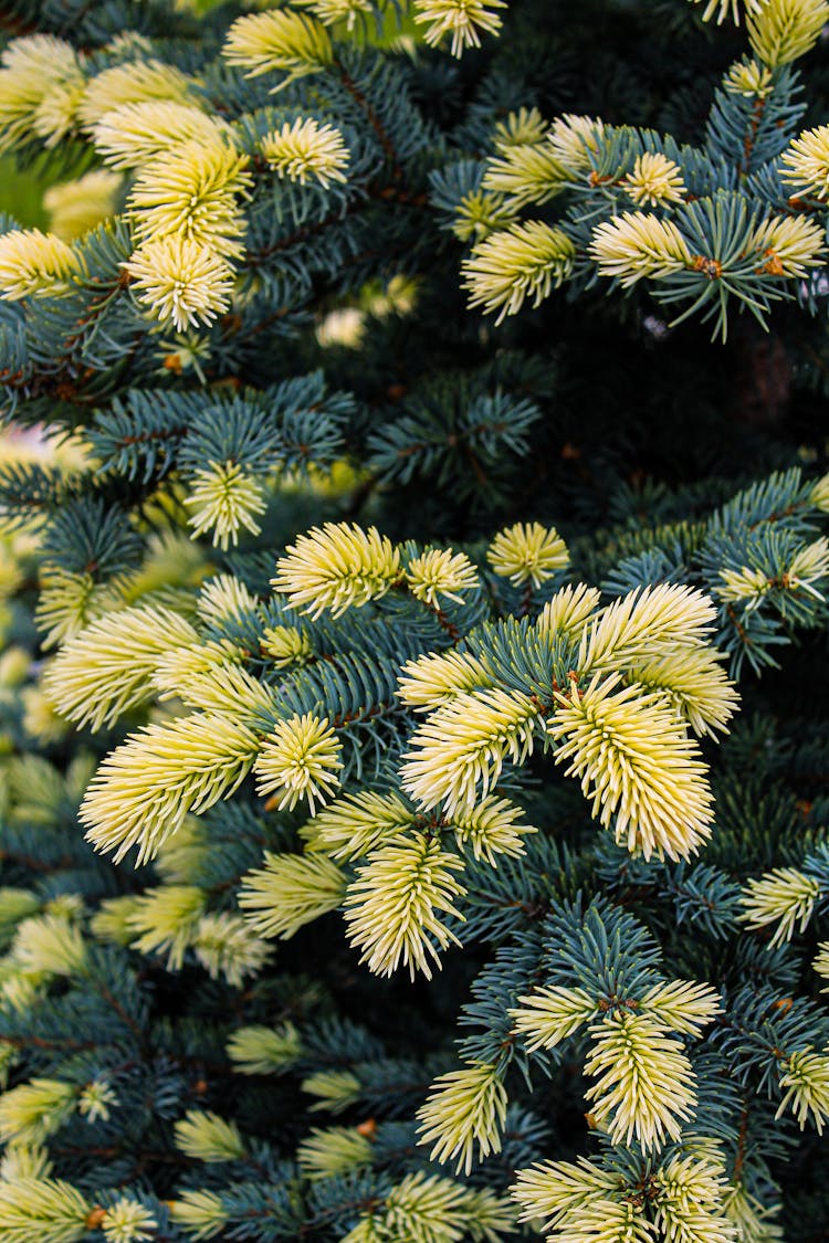 Yellow And Green Pine Tree