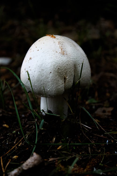 Free White Mushroom in Close Up Photography Stock Photo