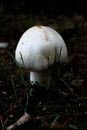 Honey mushroom Images