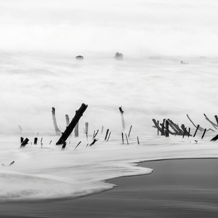 Wood In Water On Shore Under Fog