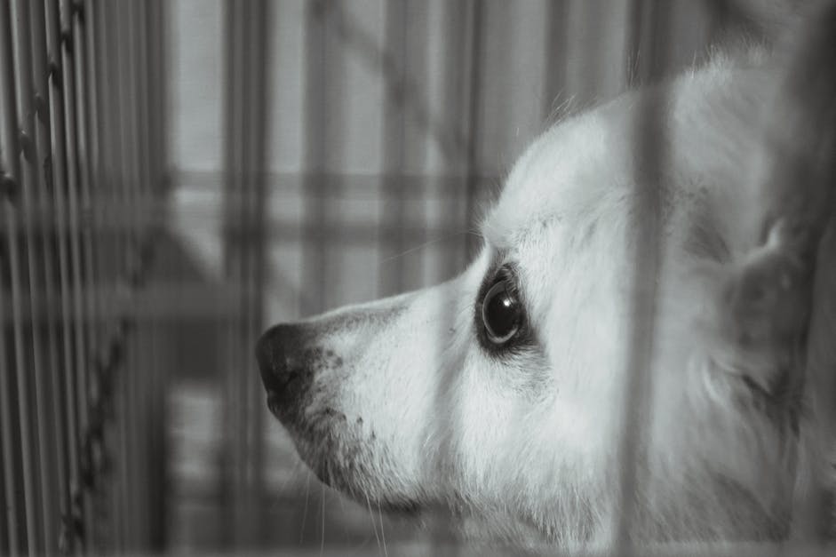 Free stock photo of animal, black and white, cage