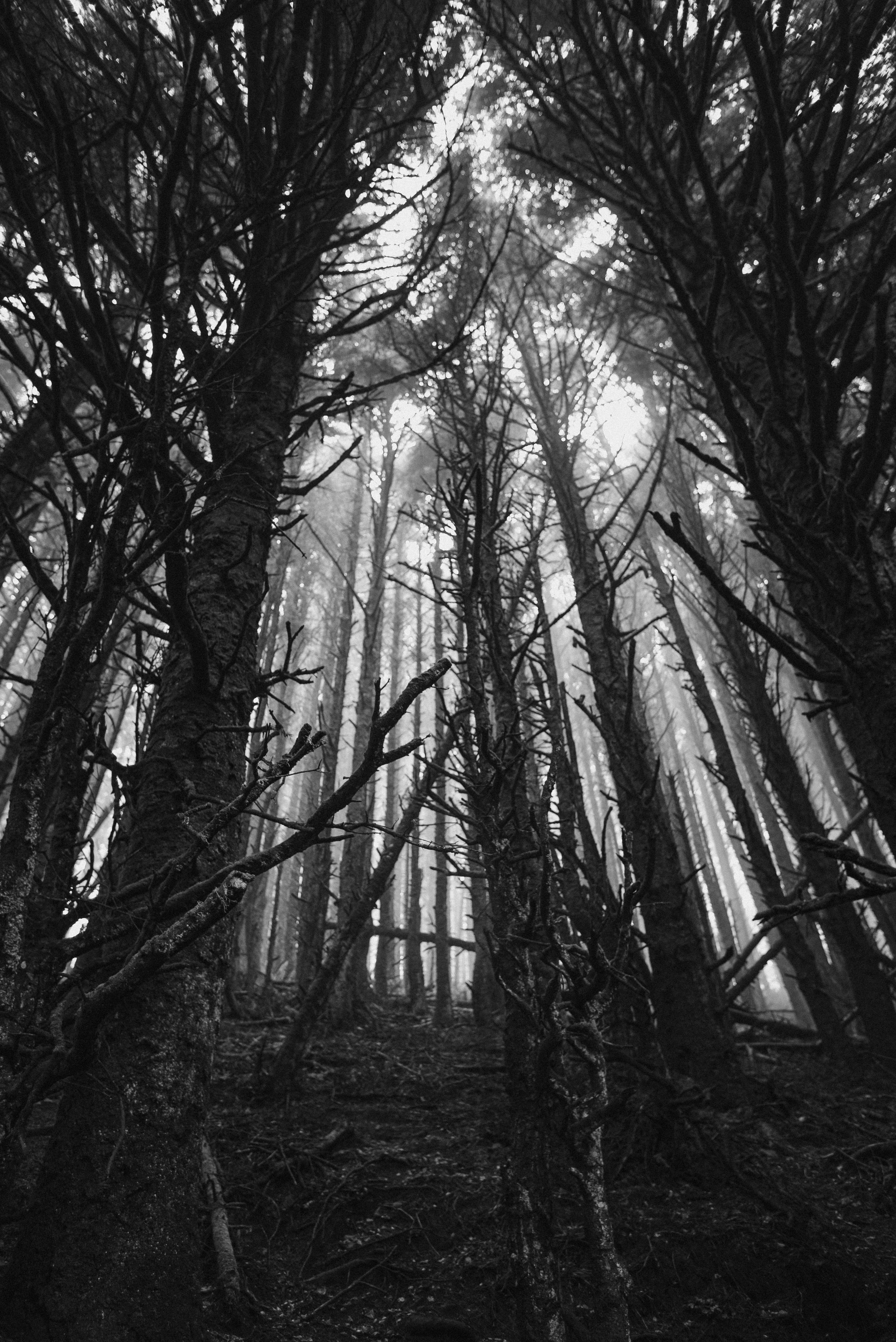 grayscale photo of bare trees in a foggy woods