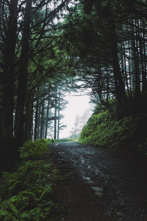 A Pathway Between Green Trees · Free Stock Photo