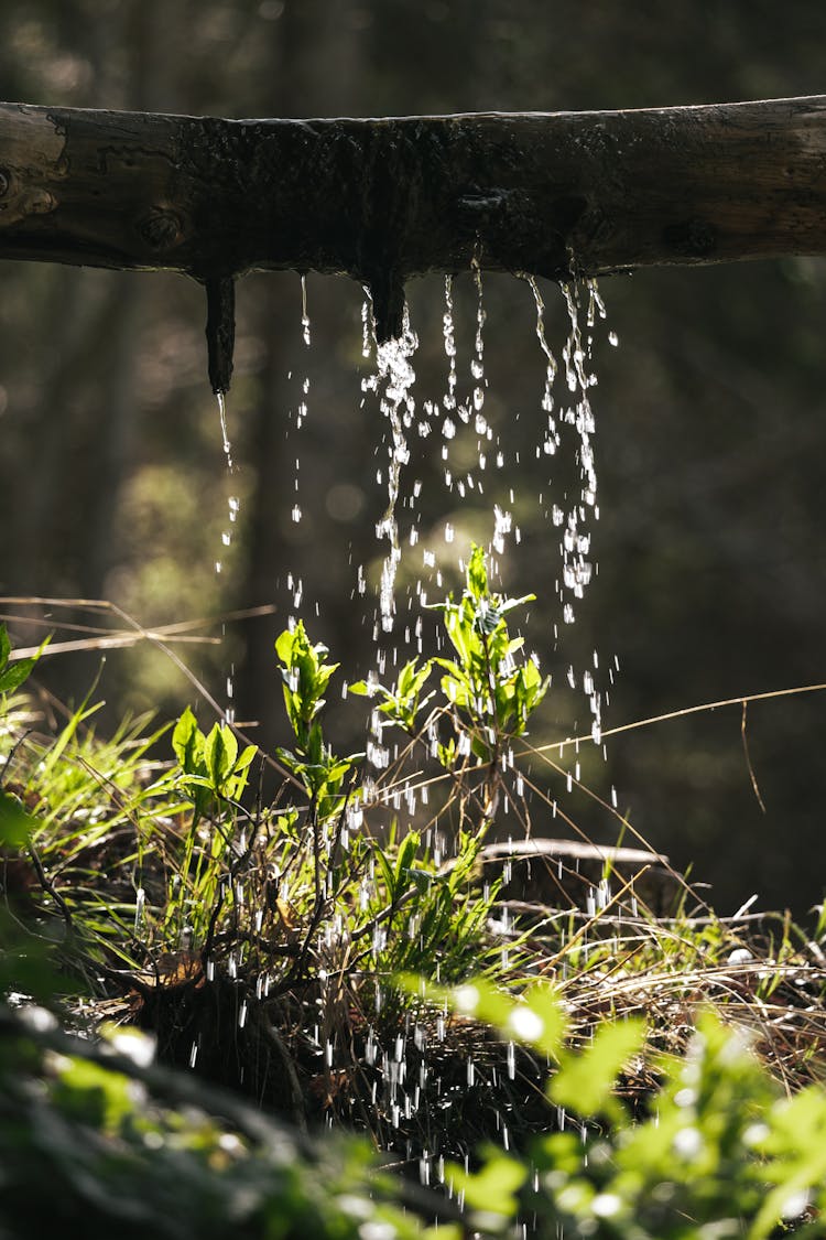 Dripping Water On Green Plant