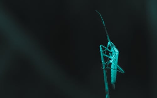 Безкоштовне стокове фото на тему «mantis, антена, впритул» стокове фото