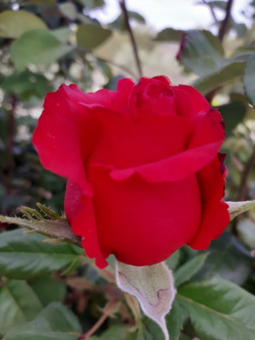 Free Rote Rose Stock Photo
