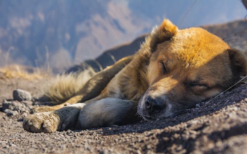 Free Close Up Shot of a Sleeping Dog on the Ground Stock Photo