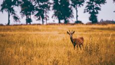 Free stock photo of animal, deer, encounter