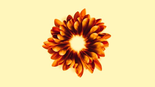 Orange and Yellow Flower Illustration