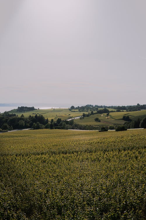 Photo of a Landscape of Green Fields and Trees under a Clear Sky