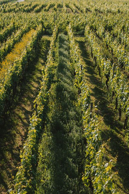 Aerial shot of vibrant vineyard rows under a summer sun, showcasing lush green growth.