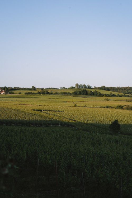 Free A vast field of lush green farmland under a clear blue sky, capturing the essence of nature. Stock Photo
