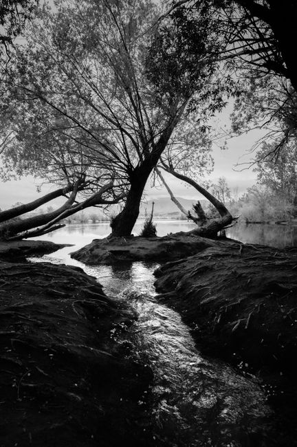 Serene black and white landscape of a tree by a flowing river in Washington.