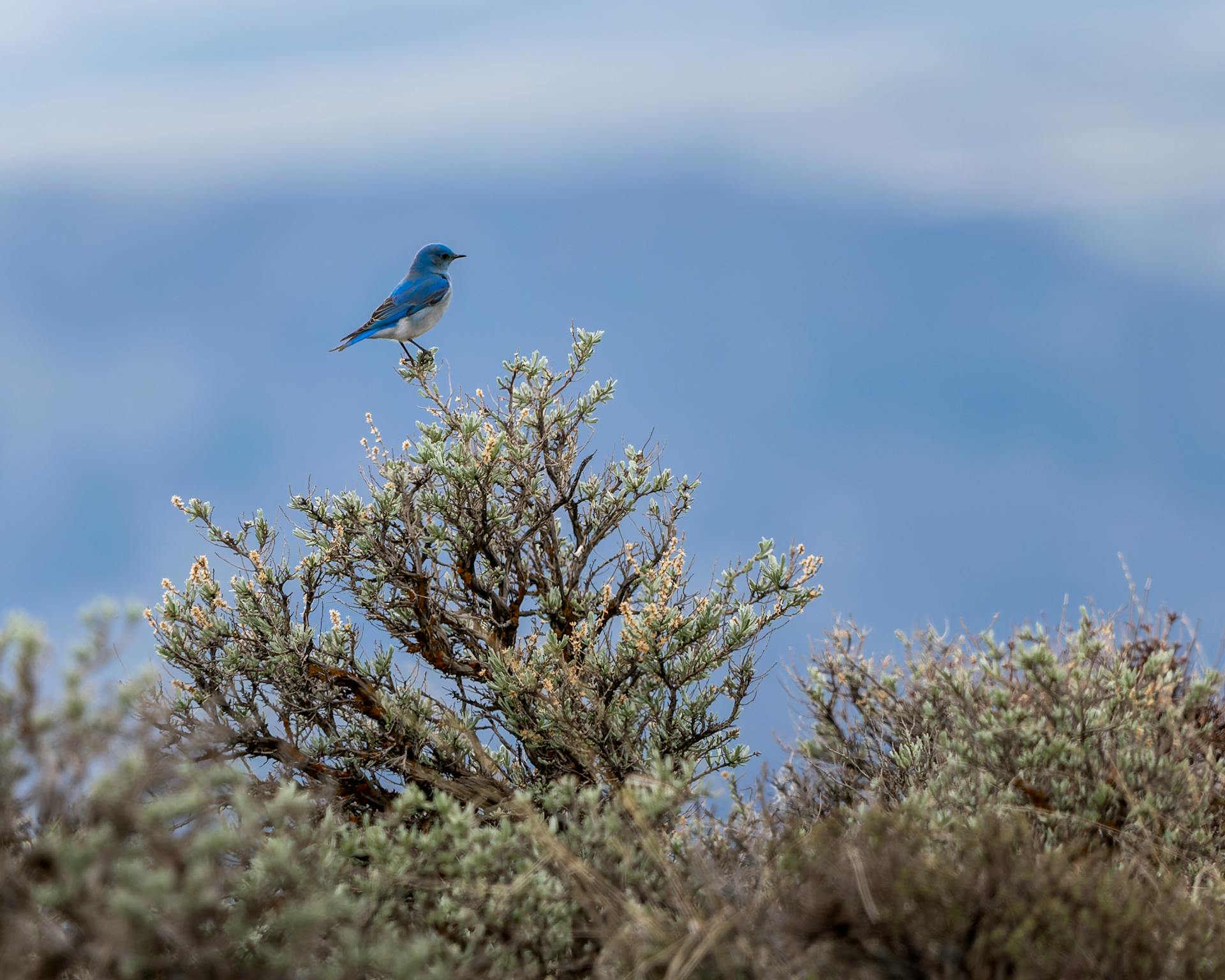 Mountain Bluebird perched on sagebrush in Rock Island, WA with a blurred mountain backdrop.