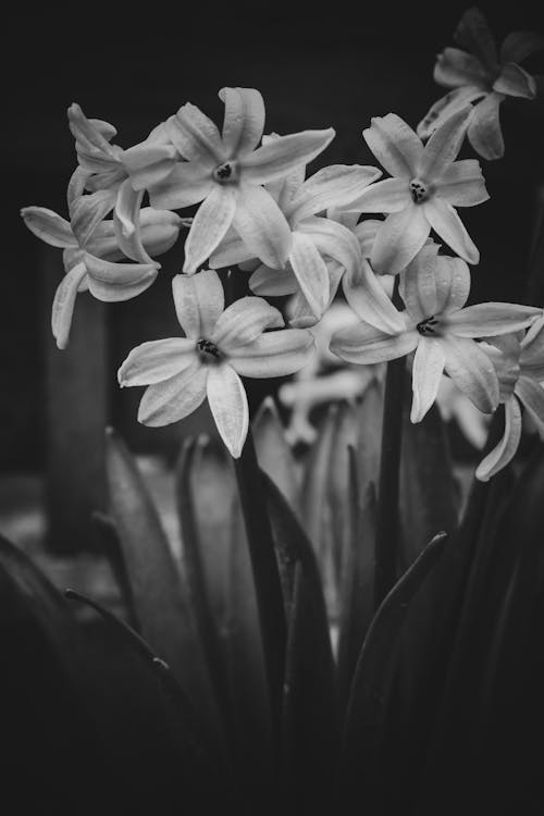 bezplatná Základová fotografie zdarma na téma botanický, černobílý, květiny Základová fotografie