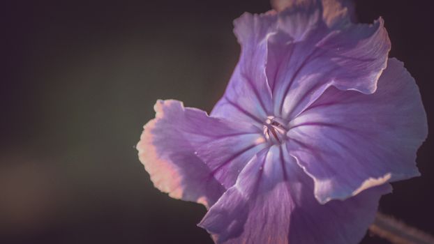 Elegant purple flower petals captured in a soft focus close-up. Perfect for floral themes.