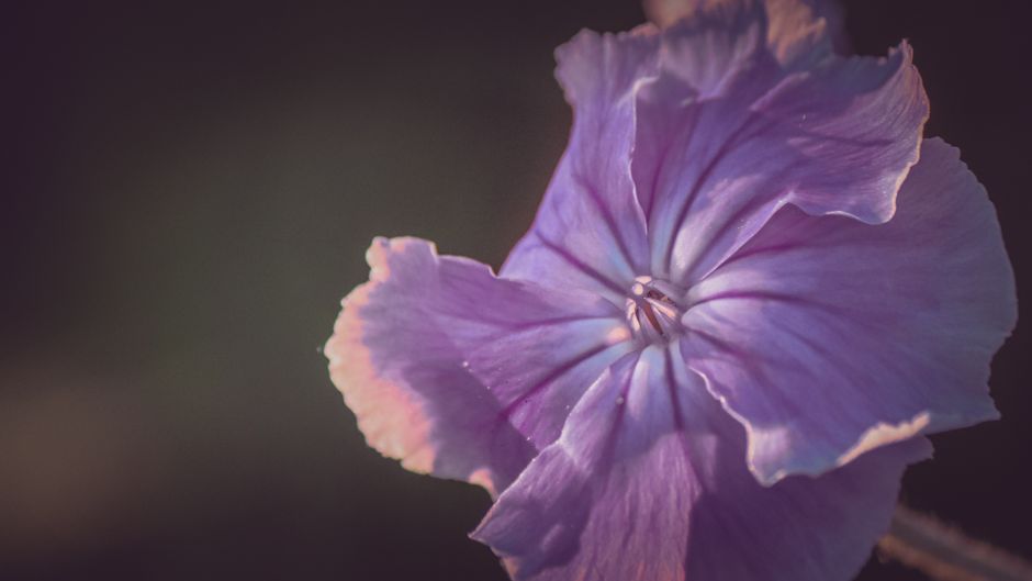 Elegant purple flower petals captured in a soft focus close-up. Perfect for floral themes.