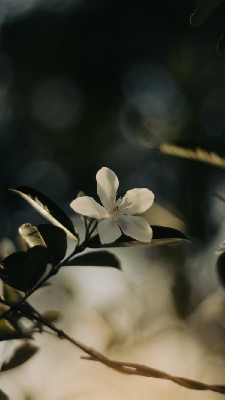 A Close-Up Shot Of A Jasmine Flower