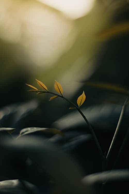 Free Artistic close-up of sacred bamboo leaves with soft lighting in a garden setting. Stock Photo