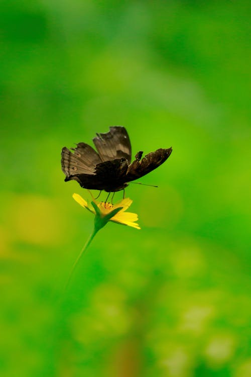 Free stock photo of asia, brown, butterfly