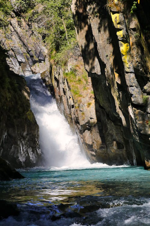 Immagine gratuita di acqua, albero, ambiente