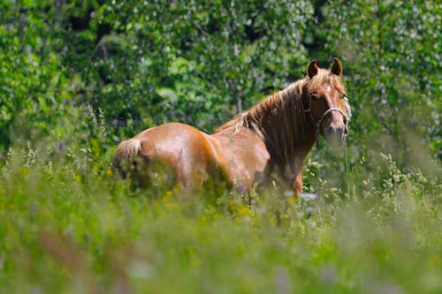 Brown Horse in the Field