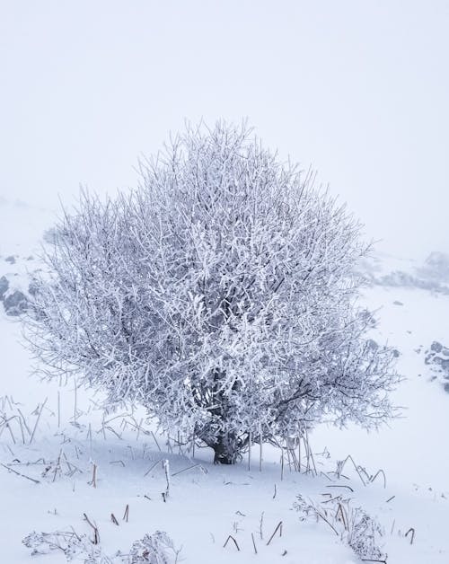 คลังภาพถ่ายฟรี ของ มีหิมะปกคลุม, ยิงแนวตั้ง, ฤดูหนาว