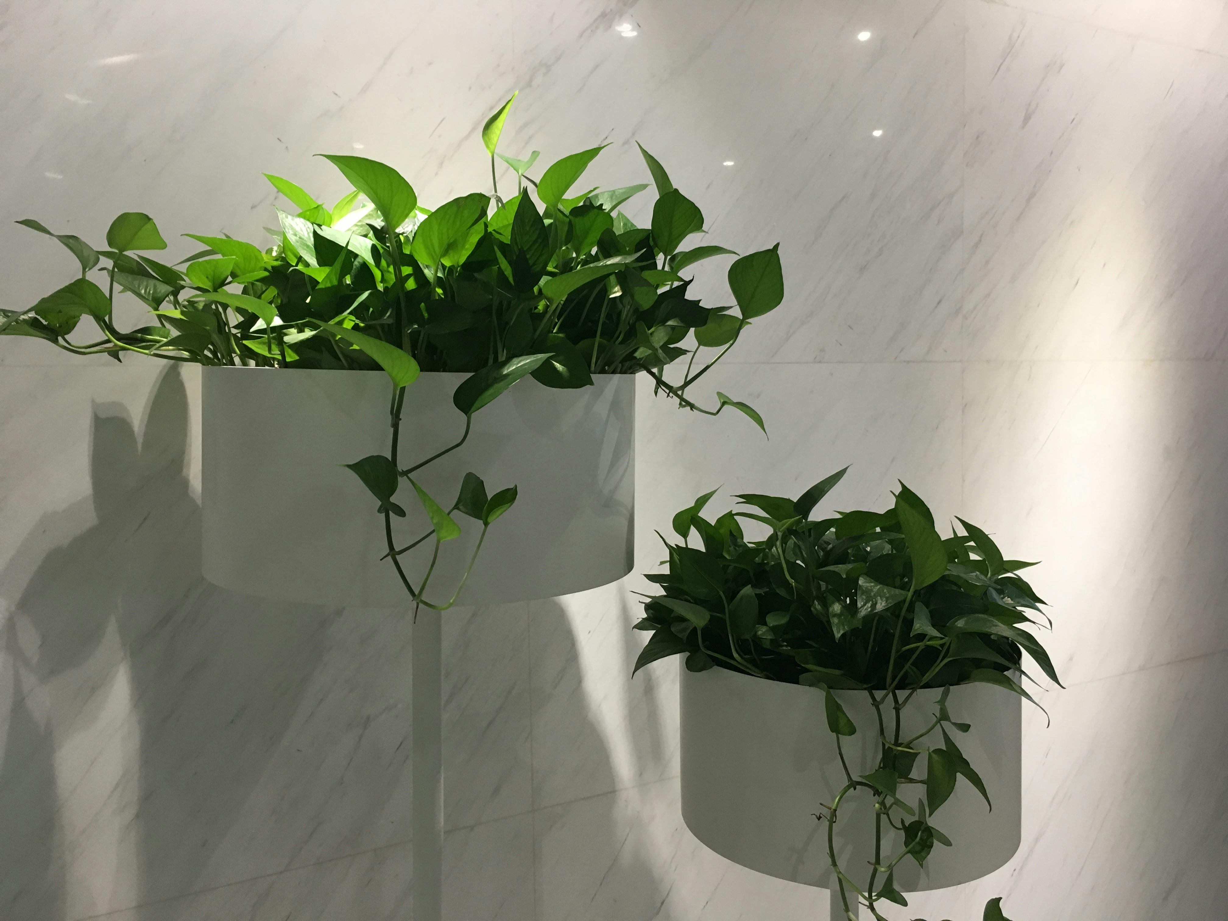 Free stock photo of office plants, plants