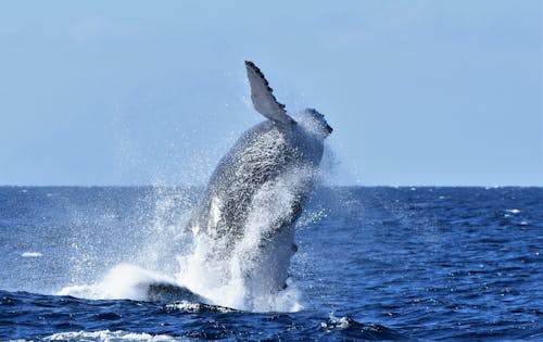 A Humpback Whale Breaching