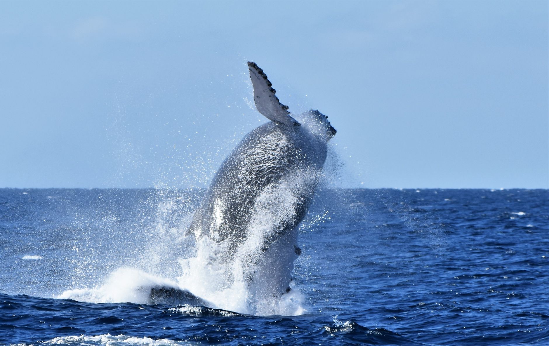 Humpback whale breaching the ocean surface